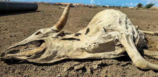 CH11575498 Livestock carcasses seen in a village in Kismayo. Prolonged drought is killing livestock and decimating family livelihoods.