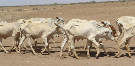 CH1654322 Emaciated livestock in the drought stricken region of the Shebelle zone in Ethiopia