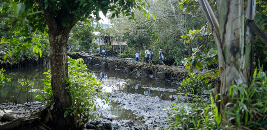 CH1818977 Children walking to school in a community affected by rising sea levels in Malaita Province the Solomon Islands.