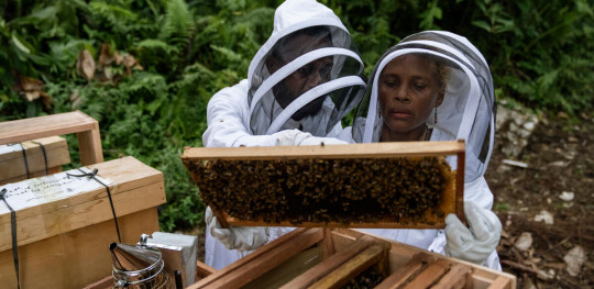 CH1818461 Bee keeping trainer Noah and Alison 43 inspect a frame from a beehive during a training session in a remote community in Malaita Province the Solomon I