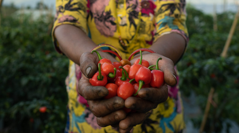 vidyas mother with peppers