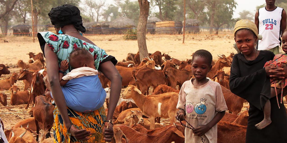 nana hearding goats